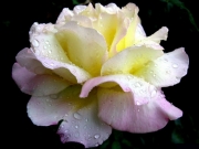 Egy szál fehér rózsa